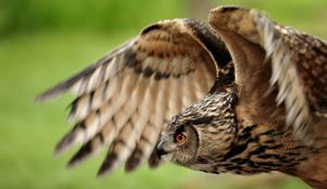Tierfotografie Tierfotografie