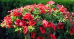 Pflanzenfotografie - Tipps für florale Meisterwerke im Bild